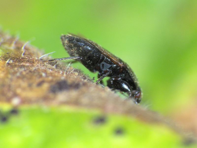 Plinthisus longicollis Fieber, 1861